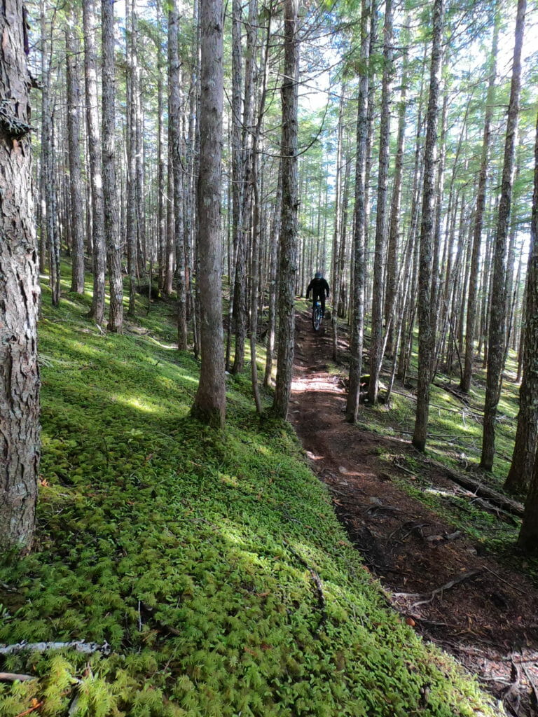 image of mountain biker among trees on trail in Terrace, BC