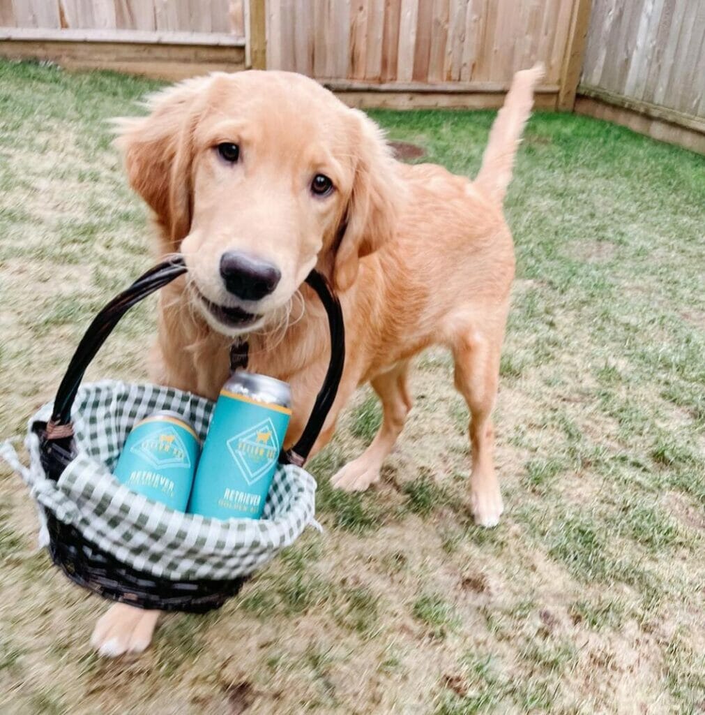 Yellow Dog Brewery - craft beer picnic