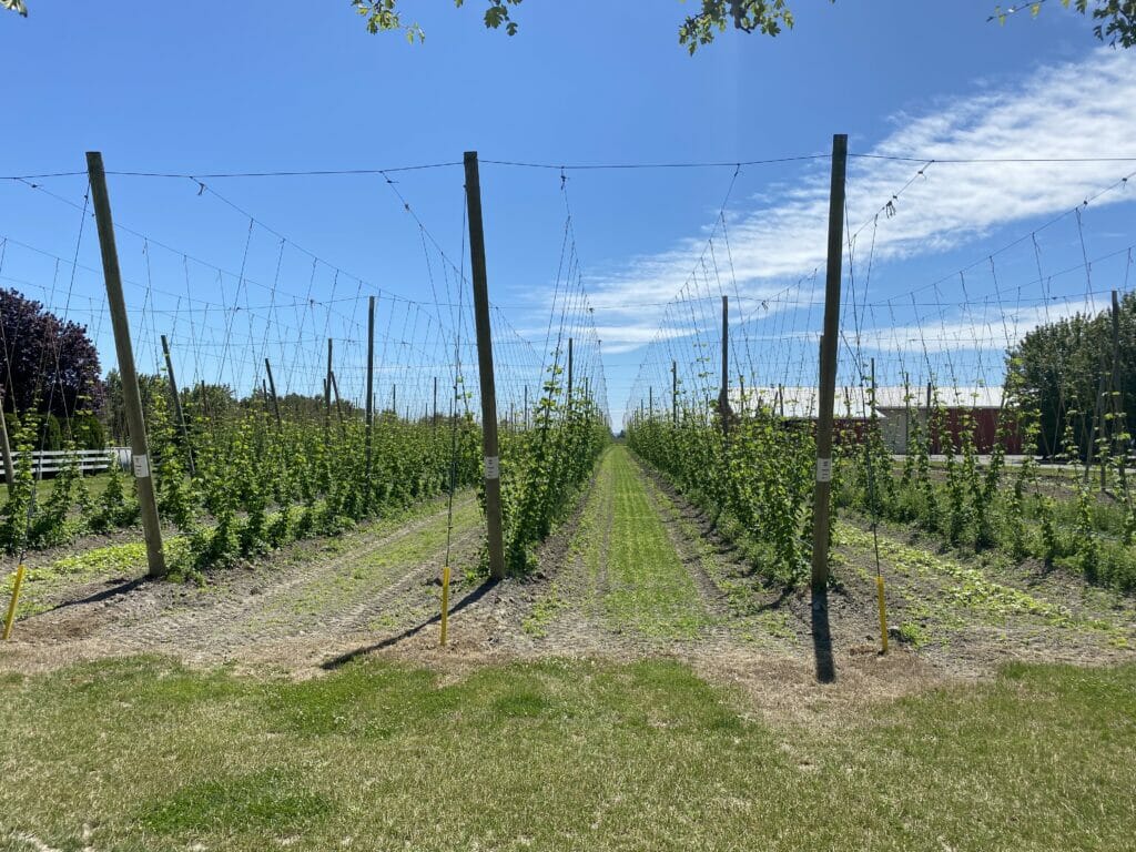 Hop fields at Barnside Brewing - BC Ale Trail
